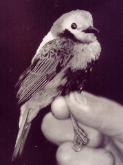 Chlorochrysa nitidissima