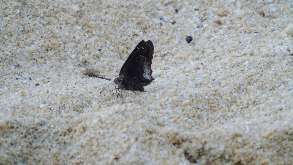 Variable Mottled-Skipper