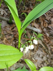 Convallaria pseudomajalis