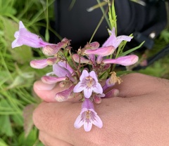 Penstemon laevigatus