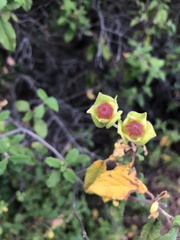 Cistus salviifolius