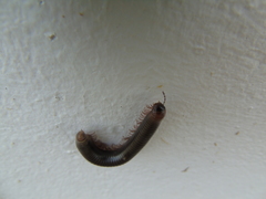 Pachyiulus apfelbecki