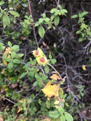 Cistus salviifolius