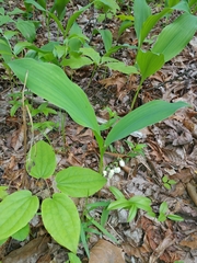 Convallaria pseudomajalis