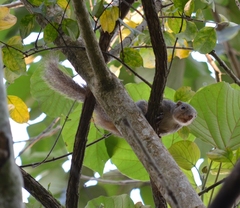 Heliosciurus rufobrachium