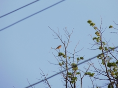 Phoenicurus phoenicurus