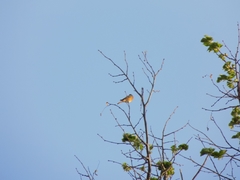 Phoenicurus phoenicurus