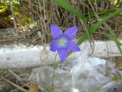 Campanula ramosissima