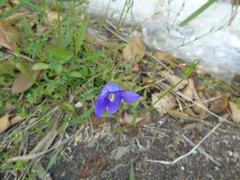 Campanula ramosissima