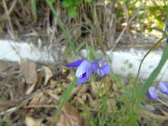 Campanula ramosissima