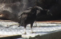 Coragyps atratus