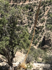 Agave utahensis