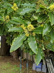 Pittosporum eugenioides