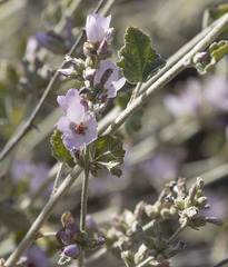 Malacothamnus hallii