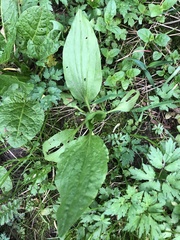 Plantago major