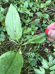 Plantago major