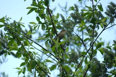Phylloscopus trochilus