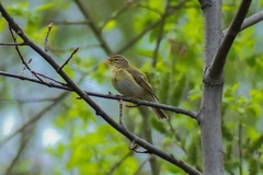 Phylloscopus trochilus