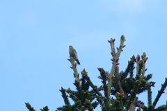 Phylloscopus trochilus