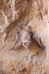 Taphozous nudiventris