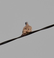 Turtur abyssinicus
