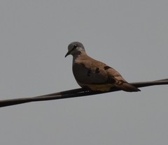 Turtur abyssinicus