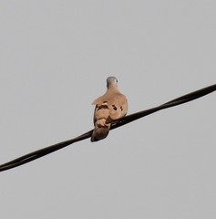 Turtur abyssinicus