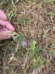 Erodium moschatum