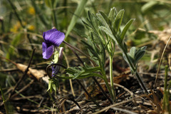 Viola dissecta