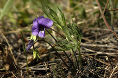 Viola dissecta