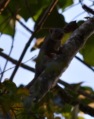 Heliosciurus rufobrachium