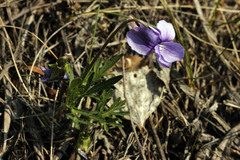 Viola dissecta