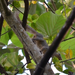 Heliosciurus rufobrachium