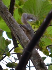 Heliosciurus rufobrachium
