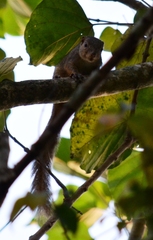 Heliosciurus rufobrachium