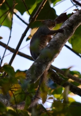 Heliosciurus rufobrachium