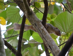 Heliosciurus rufobrachium