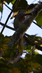 Heliosciurus rufobrachium