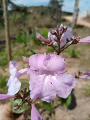 Fridericia platyphylla