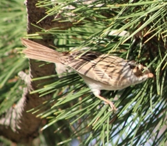 Spizella pallida