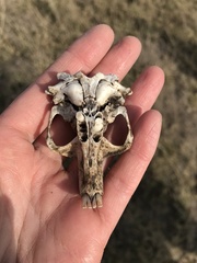 Cratogeomys fumosus