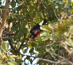 Lybius bidentatus