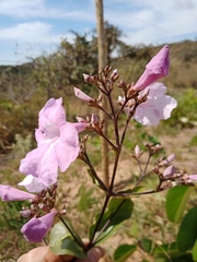 Fridericia platyphylla