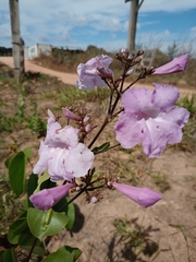 Fridericia platyphylla