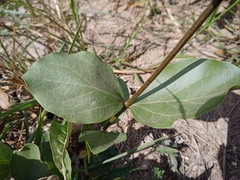 Fridericia platyphylla
