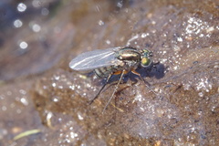 Dolichopodini