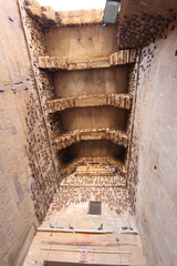 Taphozous nudiventris