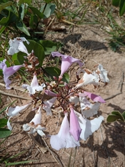 Fridericia platyphylla