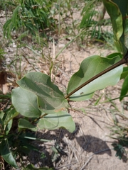 Fridericia platyphylla