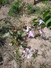 Fridericia platyphylla